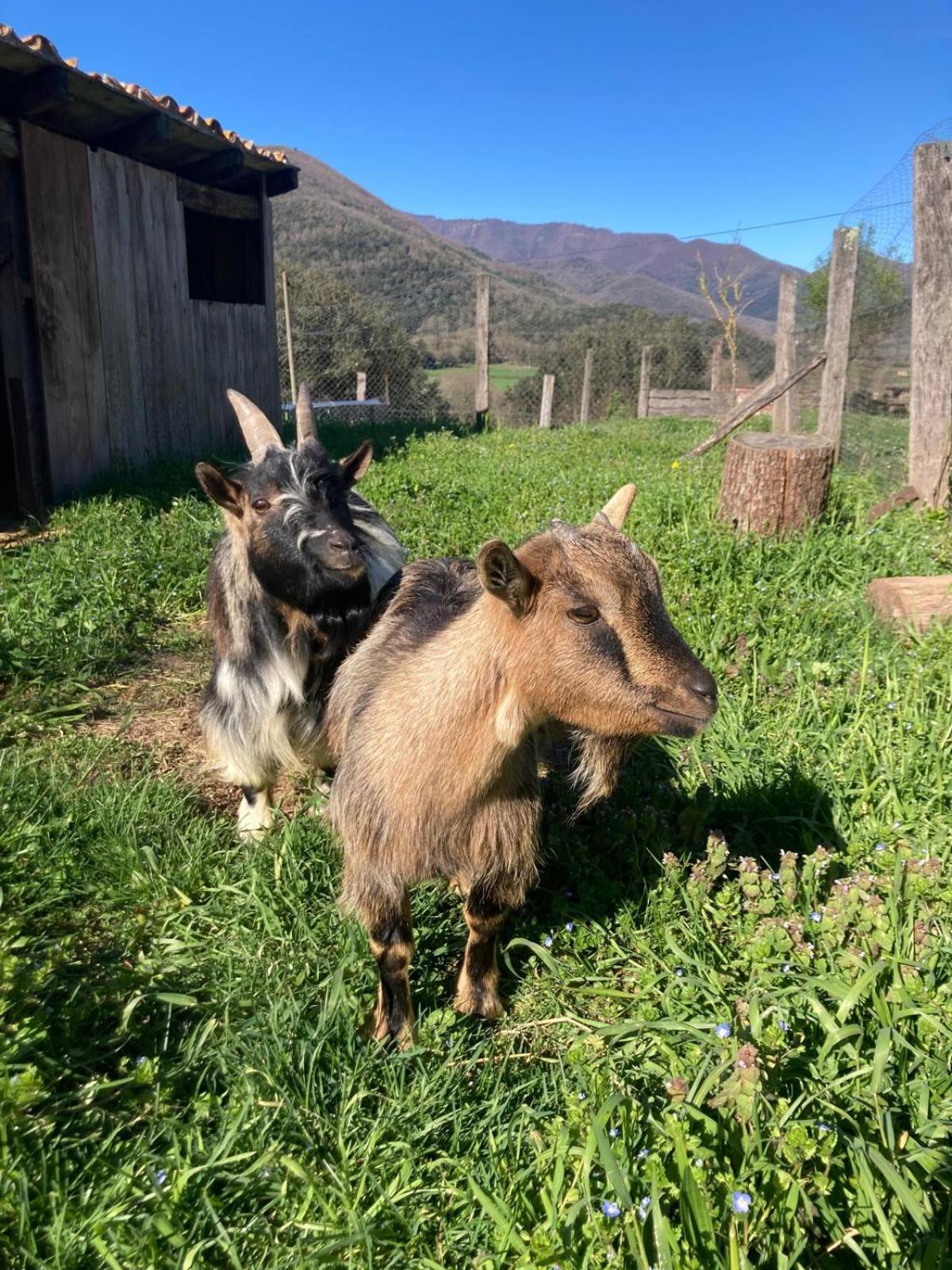 Casa Rural Mas Garganta La Pinya Екстериор снимка